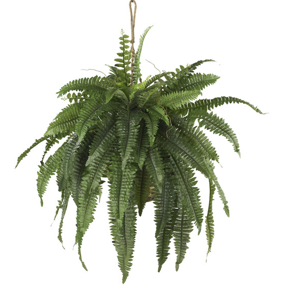 Large Boston Fern Hanging Basket